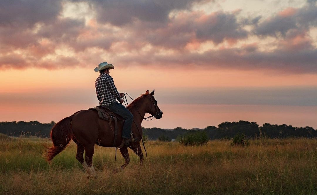 cowboy in sunset field on a horse